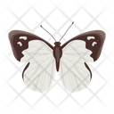 پیش‌نمایش فایل butterfly-6439318 از پک پروانه