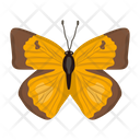 پیش‌نمایش فایل butterfly-6439323 از پک پروانه