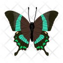 پیش‌نمایش فایل butterfly-6439326 از پک پروانه