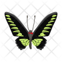 پیش‌نمایش فایل butterfly-6439329 از پک پروانه