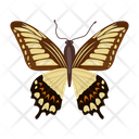 پیش‌نمایش فایل butterfly-6439338 از پک پروانه