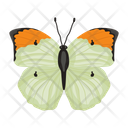 پیش‌نمایش فایل butterfly-6439341 از پک پروانه