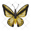 پیش‌نمایش فایل butterfly-6439346 از پک پروانه