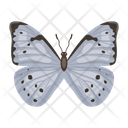 پیش‌نمایش فایل butterfly-6439348 از پک پروانه