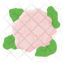 پیش‌نمایش فایل cauliflower-6620097 از پک سبزیجات