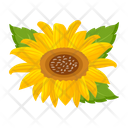 پیش‌نمایش فایل sunflower-7354581 از پک گل آفتابگردان