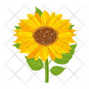 پیش‌نمایش فایل sunflower-7354582 از پک گل آفتابگردان