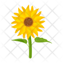 پیش‌نمایش فایل sunflower-7354585 از پک گل آفتابگردان