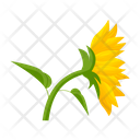 پیش‌نمایش فایل sunflower-7354587 از پک گل آفتابگردان