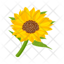 پیش‌نمایش فایل sunflower-7354589 از پک گل آفتابگردان