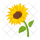 پیش‌نمایش فایل sunflower-7354590 از پک گل آفتابگردان