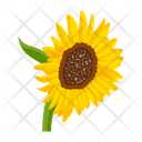 پیش‌نمایش فایل sunflower-7354591 از پک گل آفتابگردان