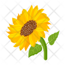 پیش‌نمایش فایل sunflower-7354592 از پک گل آفتابگردان
