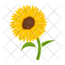 پیش‌نمایش فایل sunflower-7354593 از پک گل آفتابگردان