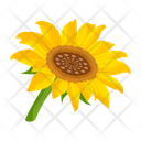 پیش‌نمایش فایل sunflower-7354594 از پک گل آفتابگردان