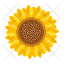 پیش‌نمایش فایل sunflower-7354597 از پک گل آفتابگردان