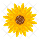 پیش‌نمایش فایل sunflower-7354598 از پک گل آفتابگردان