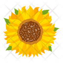 پیش‌نمایش فایل sunflower-7354601 از پک گل آفتابگردان