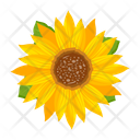 پیش‌نمایش فایل sunflower-7354604 از پک گل آفتابگردان