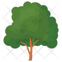 پیش‌نمایش فایل beech-tree-1 از پک درختان