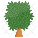 پیش‌نمایش فایل sassafras-tree از پک درختان