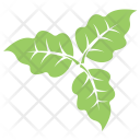 پیش‌نمایش فایل bolleana-poplar-leaves از پک برگ‌ها