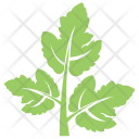 پیش‌نمایش فایل coriander-leaf از پک برگ‌ها