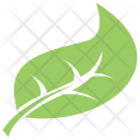 پیش‌نمایش فایل hackberry-leaf از پک برگ‌ها