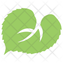 پیش‌نمایش فایل linden-leaf-1 از پک برگ‌ها