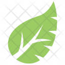 پیش‌نمایش فایل monstera-leaf-3 از پک برگ‌ها