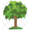 پیش‌نمایش فایل eastern-cottonwood از پک Trees 