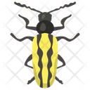 پیش‌نمایش فایل blister-beetle-2 از پک حشرات