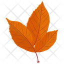 پیش‌نمایش فایل american-beech از پک برگ‌های پاییزی
