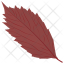 پیش‌نمایش فایل american-hornbeam از پک برگ‌های پاییزی