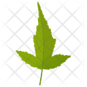 پیش‌نمایش فایل amur-maple از پک برگ‌های پاییزی