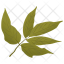 پیش‌نمایش فایل elder-leaves-1 از پک برگ‌های پاییزی