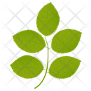 پیش‌نمایش فایل hickory-leaves از پک برگ‌های پاییزی