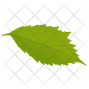 پیش‌نمایش فایل hornbeam-leaf از پک برگ‌های پاییزی