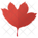 پیش‌نمایش فایل red-maple از پک برگ‌های پاییزی