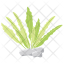 پیش‌نمایش فایل echinogorgia از پک صخره مرجانی