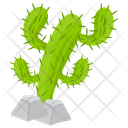 پیش‌نمایش فایل cactus-214 از پک دزد دریایی