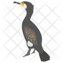 پیش‌نمایش فایل cormorant-2 از پک زندگی زیر آب
