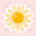 پیش‌نمایش فایل common-daisy-11483126 از پک گل