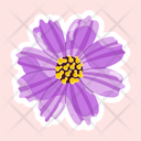 پیش‌نمایش فایل cosmos-bipinnatus-11483162 از پک گل