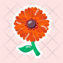 پیش‌نمایش فایل gerbera-11483137 از پک گل