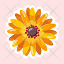 پیش‌نمایش فایل osteospermum-11483184 از پک گل