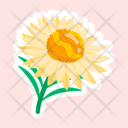 پیش‌نمایش فایل strawflower-11483225 از پک گل
