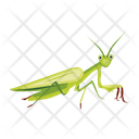 پیش‌نمایش فایل leaf-mantis-12086601 از پک آخوندک