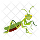 پیش‌نمایش فایل leaf-mantis-12086618 از پک آخوندک