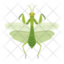 پیش‌نمایش فایل mantodea-12086642 از پک آخوندک